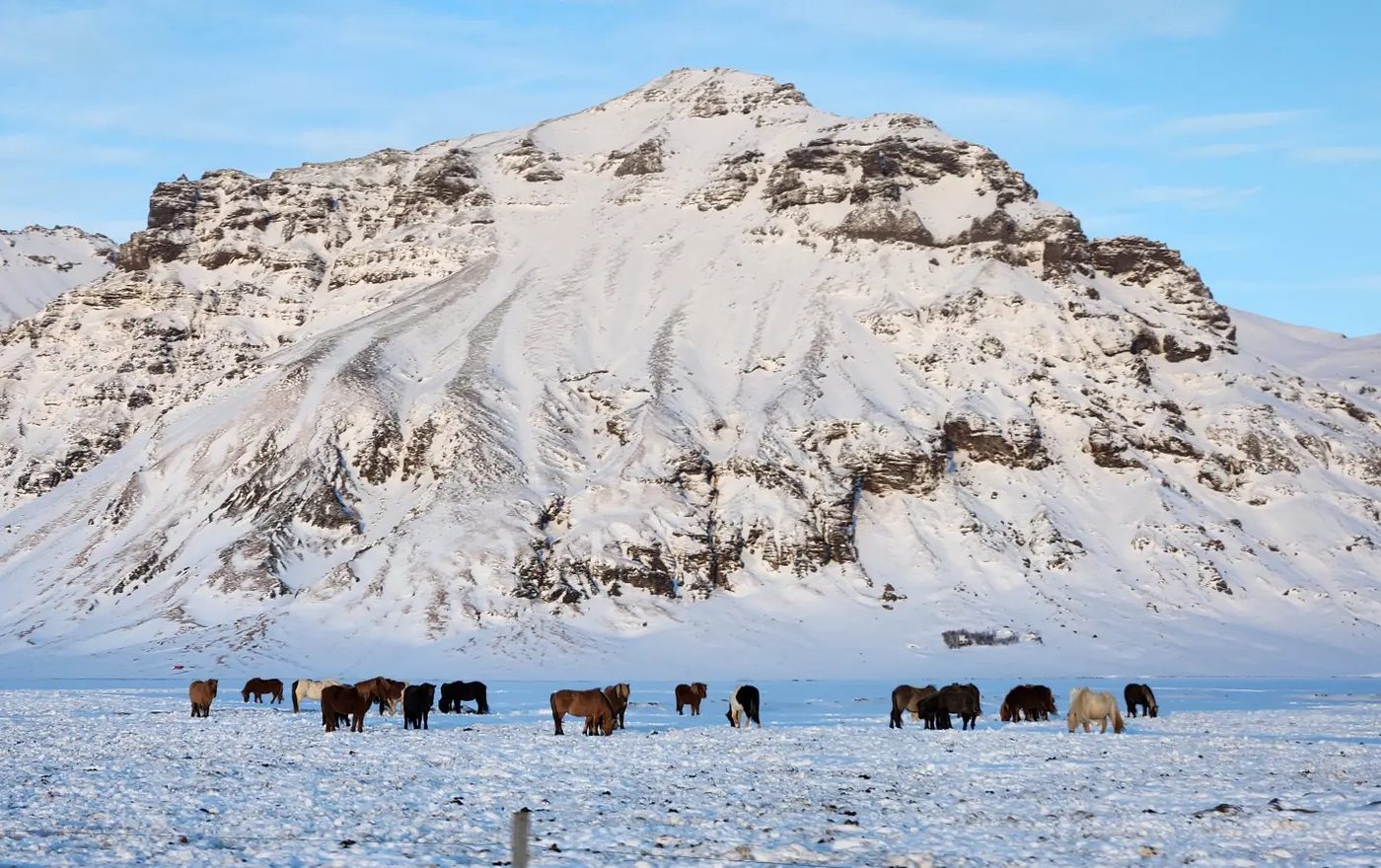 Icelandic horses below a snowy mountain