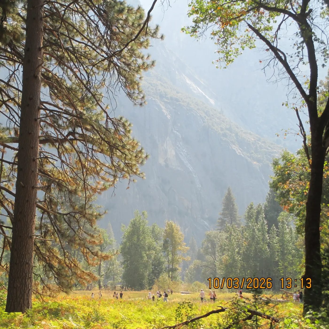A meadow in Yosemite Valley